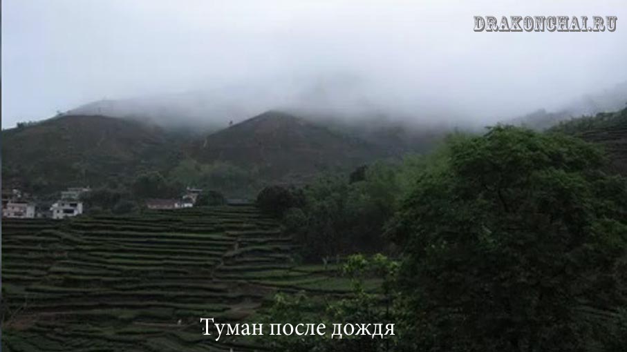чайное поле после дождя чайное поле после дождя