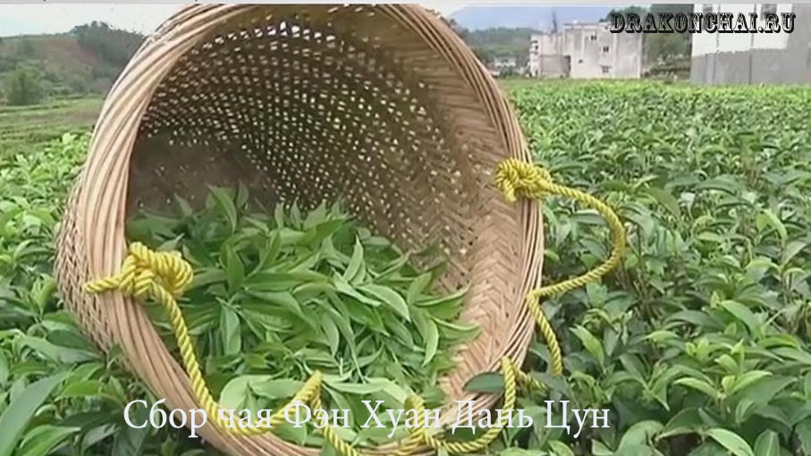 Сбор Фэн Хуан Дань Цун Сбор Фэн Хуан Дань Цун