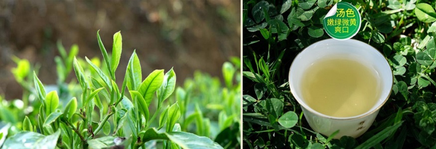 Зеленый чай Сосновые иглы
