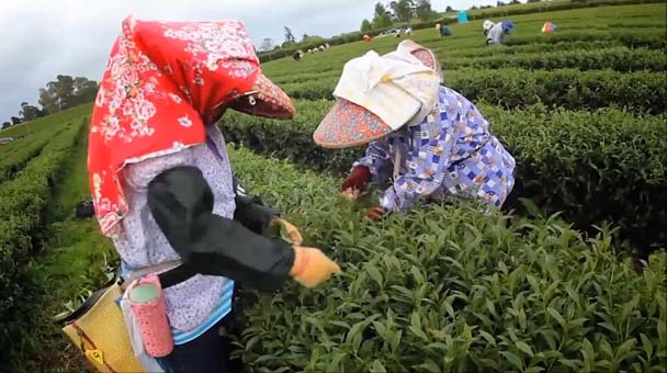 Чайные плантации в деревне Лугу (уезд Наньтоу, Тайвань)