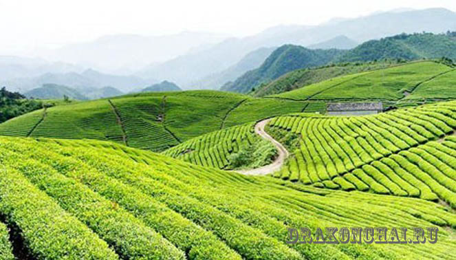 Чайные плантации Тайбэя