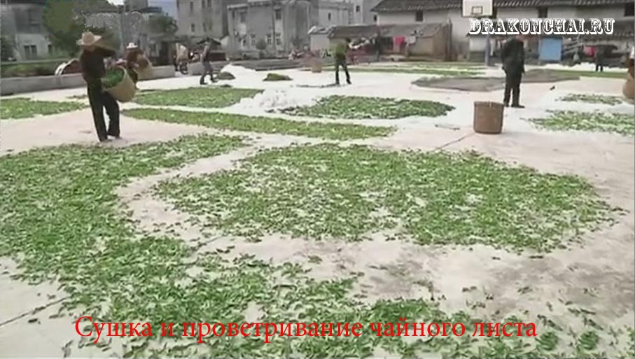 Сушка и проветривание чайного листа Сушка и проветривание чайного листа