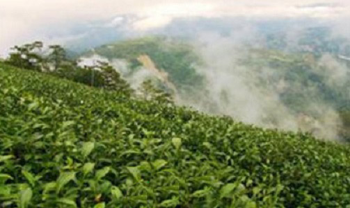 Почему высокогорный  китайский чай (Гао Шань 高山)  особенный 