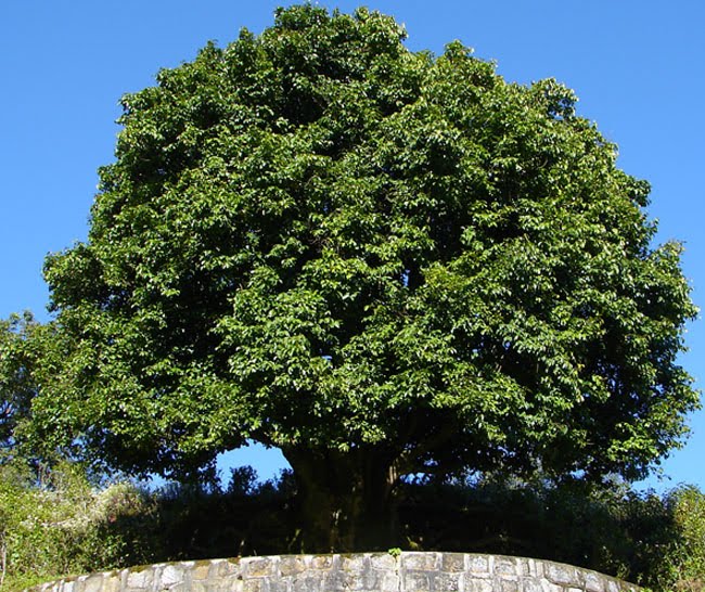 древнее чайное дерево