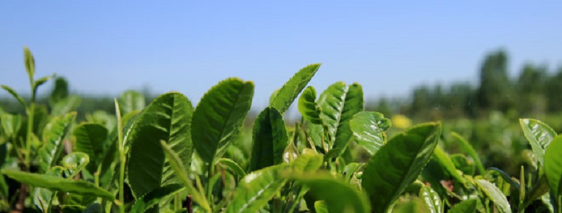 Чайные плантации Шаньдуня