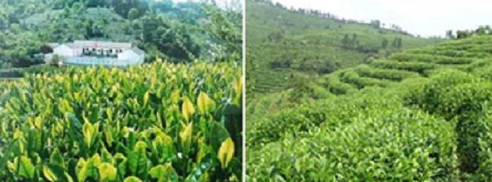 Чайные плантации Хо Шань Хуан Я