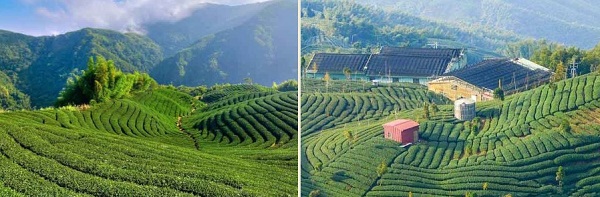 высокогорные чайные плантации