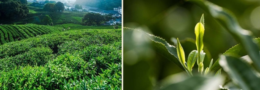 Чайные плантации Кимуна, Аньхой