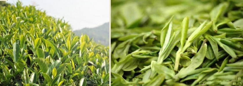 зелёный чай Лунцзин