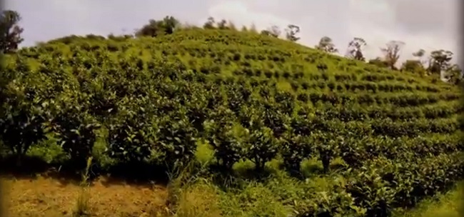 Чайная плантация в Пинлинь