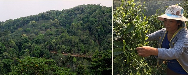 Чайные плантации Юньнани