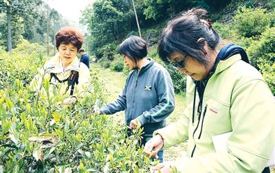 Туристам показывают как растет чай
