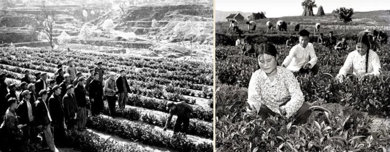 Чайные плантации в Шаньдуне, начало 1960-х г.