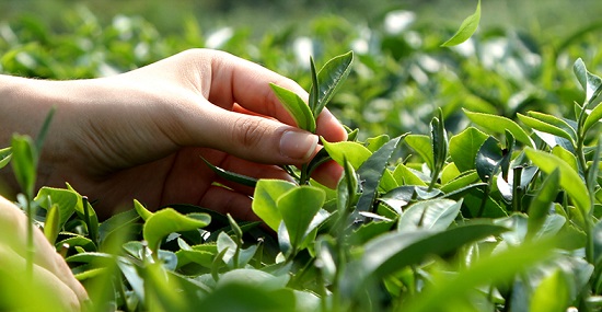 плантация зелёного чая, Фуцзянь