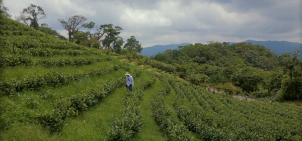 Чайные террасы в Пиньляне