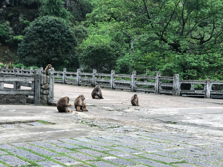 Дикие обезьяны - частые гости в Тунму