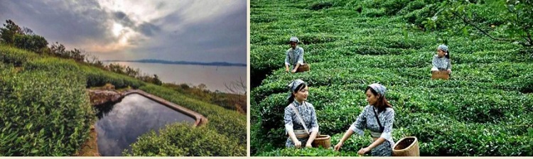Чайные плантации в районе озера Тайху