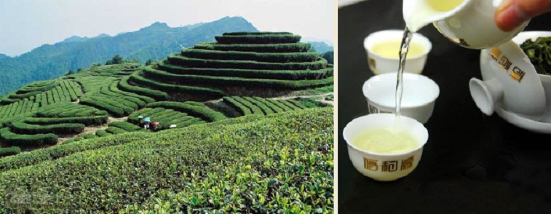 Чайные плантации Тегуаниня в Аньси , Заваренный Тегуанинь Нунсян