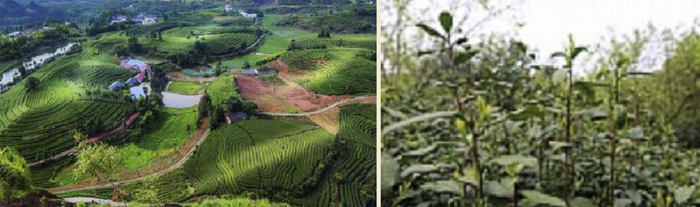 Чайные плантации Билочуня