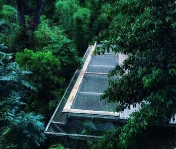 Кофейная плантация тропического леса Сишуанбаньна