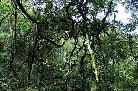 Девственный лес, Баншан