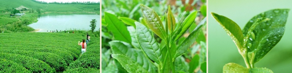 Чайные плантации Тегуаниня