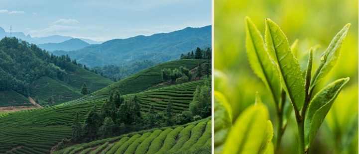 Чайные плантации Тай Пин Хоу Куй