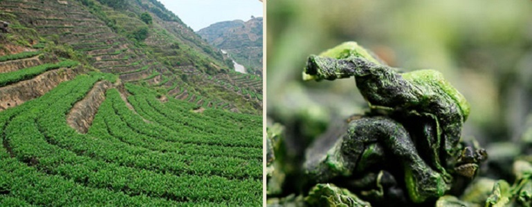 Чайные плантации Те Гуань Иня в Аньси