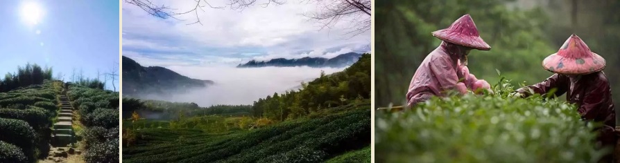 Чайные плантации чая Дун Дин