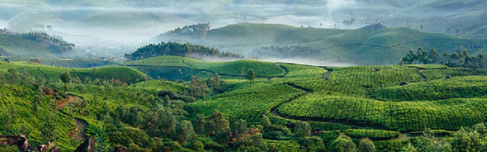 чайные плантации весеннего чая