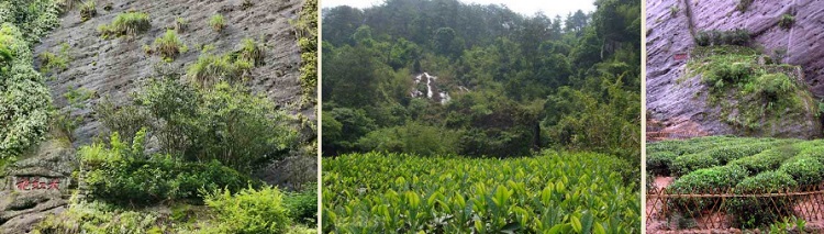 Чайные сады Да Хун Пао
