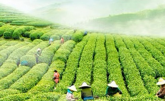 Хайнаньский крупнолистовой чай признан новым видом рода Camellia